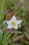 Horse nettle